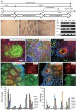 CD324 (E-Cadherin) Antibody in Immunocytochemistry (ICC/IF)