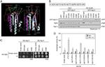 PGK1 Antibody in Western Blot (WB)