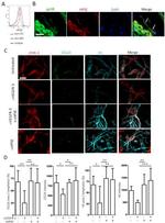 CD31 (PECAM-1) Antibody in Flow Cytometry (Flow)
