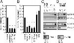PI4K2B Antibody in Western Blot (WB)