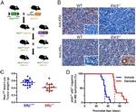 Estrogen Receptor beta Antibody in Immunohistochemistry (Paraffin) (IHC (P))