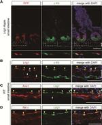 c-Kit Antibody in Immunohistochemistry, Immunocytochemistry (IHC, ICC/IF)