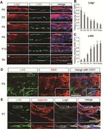 c-Kit Antibody in Immunohistochemistry, Immunocytochemistry (IHC, ICC/IF)