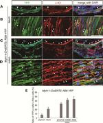 c-Kit Antibody in Immunohistochemistry, Immunocytochemistry (IHC, ICC/IF)