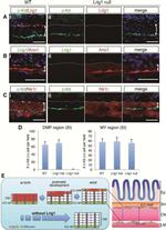 c-Kit Antibody in Immunohistochemistry, Immunocytochemistry (IHC, ICC/IF)