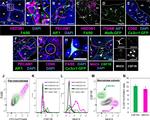 MHC Class II (I-A/I-E) Antibody in Immunohistochemistry, Immunocytochemistry, Flow Cytometry (IHC, ICC/IF, Flow)