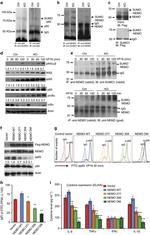 TNF alpha Antibody in ELISA (ELISA)