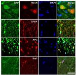 GFP Antibody in Immunohistochemistry - Free Floating (IHC (Free))