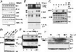 PSME4 Antibody in Western Blot (WB)