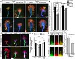 GFP Antibody in Immunocytochemistry (ICC/IF)