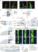 GFP Antibody in Immunoprecipitation (IP)