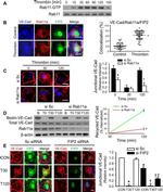 CD144 (VE-cadherin) Antibody in Immunocytochemistry (ICC/IF)