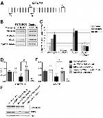 PGK1 Antibody in Western Blot (WB)