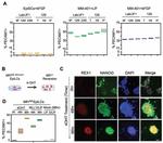 Rex1 Antibody in Immunocytochemistry (ICC/IF)
