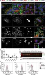 Claudin 1 Antibody in Immunohistochemistry, Immunocytochemistry (IHC, ICC/IF)