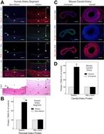 Drebrin Antibody in Immunohistochemistry (IHC)