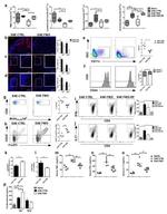 CD4 Antibody in Flow Cytometry (Flow)