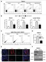 F4/80 Antibody in Flow Cytometry (Flow)