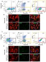 CD140a (PDGFRA) Antibody in Flow Cytometry (Flow)