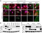 ZO-1 Antibody in Immunocytochemistry (ICC/IF)