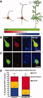 GFP Antibody in Immunocytochemistry (ICC/IF)