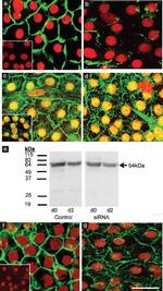 Occludin Antibody in Immunocytochemistry (ICC/IF)