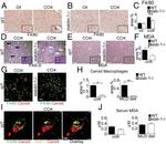 F4/80 Antibody in Immunohistochemistry (IHC)