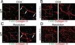 F4/80 Antibody in Immunohistochemistry (IHC)
