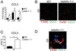 CD166 (ALCAM) Antibody in Flow Cytometry (Flow)