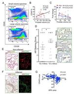 CD45 Antibody in Flow Cytometry (Flow)