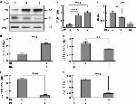 beta Actin Loading Control Antibody in Western Blot (WB)