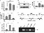 GAPDH Loading Control Antibody in Western Blot (WB)