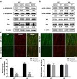 PSD-95 Antibody in Immunohistochemistry (IHC)