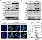 E-cadherin Antibody in Immunocytochemistry (ICC/IF)