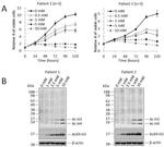 beta Actin Antibody in Western Blot (WB)