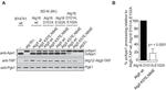 PGK1 Antibody in Western Blot (WB)