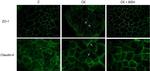 ZO-1 Antibody in Immunocytochemistry (ICC/IF)