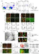 GFP Antibody in Immunohistochemistry, Immunocytochemistry (IHC, ICC/IF)