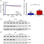 OxPhos Complex IV subunit IV Antibody in Western Blot (WB)
