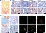 CD31 Antibody in Immunohistochemistry, Immunocytochemistry (IHC, ICC/IF)