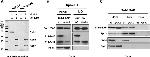 PGK1 Antibody in Western Blot (WB)