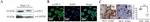GAPDH Loading Control Antibody in Western Blot (WB)