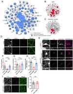 PSD-95 Antibody in Immunocytochemistry (ICC/IF)