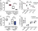 CD45 Antibody in Flow Cytometry (Flow)