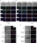 ZO-1 Antibody in Immunohistochemistry, Immunocytochemistry (IHC, ICC/IF)