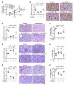 CD8a Antibody in Immunohistochemistry (IHC)