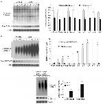 beta Actin Loading Control Antibody in Western Blot (WB)