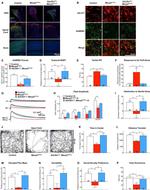 GABRB3 Antibody in Immunohistochemistry, Immunocytochemistry (IHC, ICC/IF)