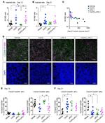 F4/80 Antibody in Immunohistochemistry, Immunocytochemistry, Flow Cytometry (IHC, ICC/IF, Flow)