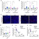 IFN gamma Antibody in Flow Cytometry (Flow)